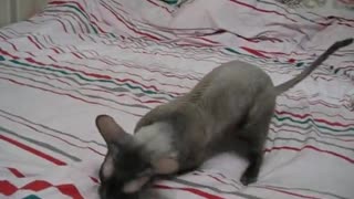 Funny cat fights with the bed