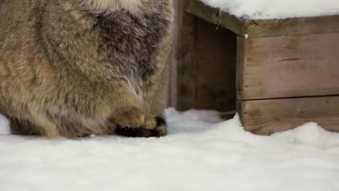 Funny Pallas Cat Using Its Tail To Warm Its Feet