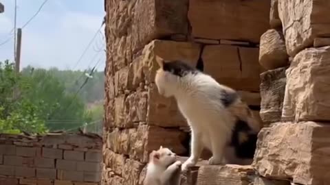 THIS DOG HAS BEEN MISSING FOR 2 WEEKS & THIS IS THE CAT’S REACTION WHEN HE WAS FINALLY FOUND~PLUS MORE HAPPY ENDINGS