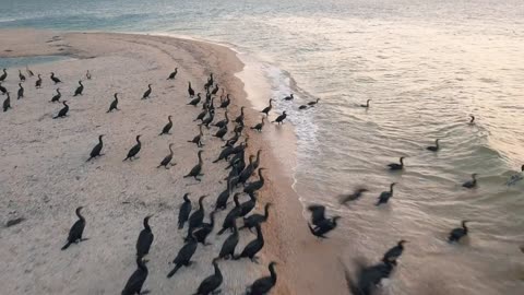 Aerial view. Ducks takeoff. Ducks ashore. Migration of ducks