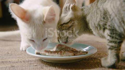 Cute Cats food eating together