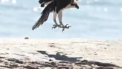 Crazy osprey grabs a huge dead fish from land__bird__wildlife