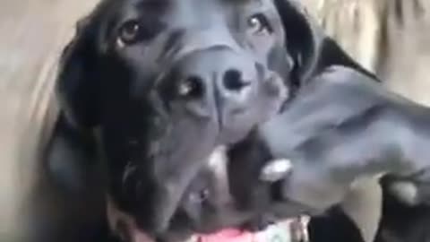 Hilarious doggy sits in a very distinguished manner