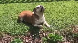 Dog can't catch strawberries