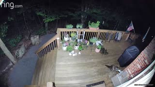 Raccoon breaking into deck box and stealing seed