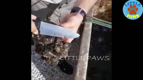 Save the turtles, remove the barnacles from the poor turtles compilation