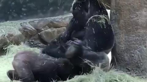 Gorilla baby wants to play with mom 2021