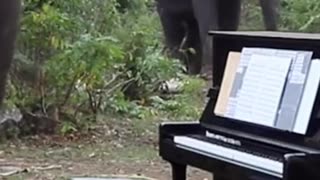 Pianista profissional toca para elefantes idosos