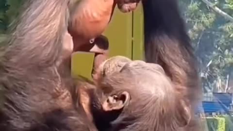monkey mother plays with child