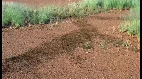 Plague of Locusts Timelapse | Wild Africa | BBC Earth