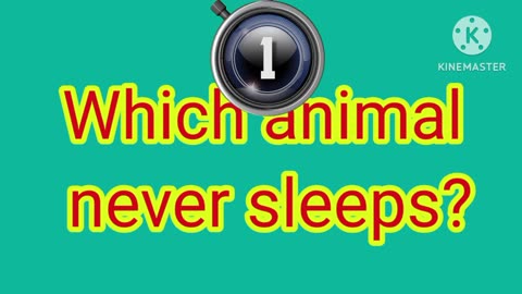 Which animal never sleep?