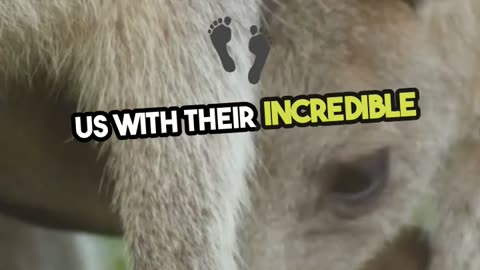 Fun Fact: Baby Kangaroos_ Jellybean-Sized Cuties Revealed!