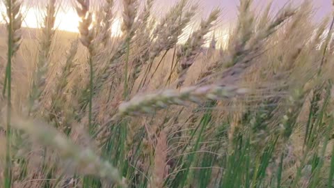 Sunset in a wheatfield
