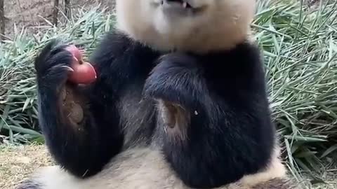 Did you see panda eat an apple, see this NOW