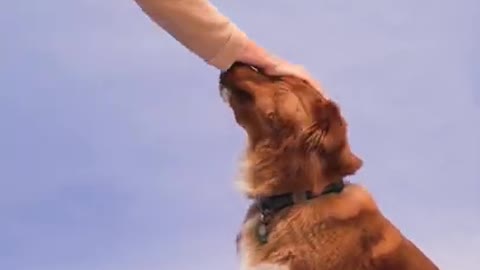 Dog training tricks