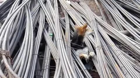 Dog Rescued from Underneath Pile of Steel