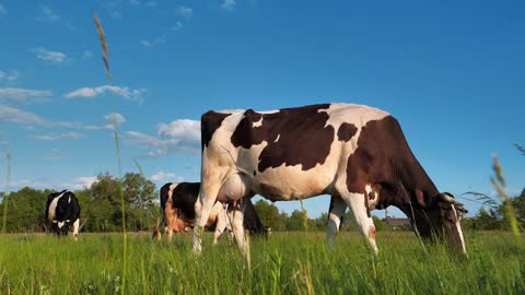 Slow Motion Milk cows on beautiful meadow