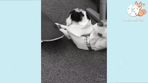 Funniest & Cutest labrador puppies funny puppy video