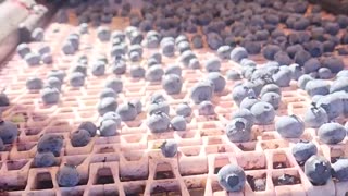 Blueberries