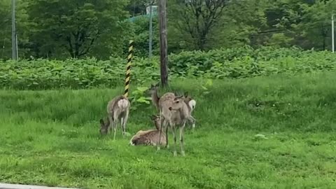 I saw deers in yubari