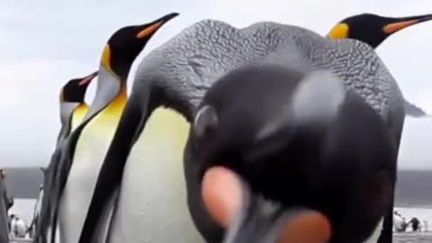 Penguin is so cute that it's even closer to the camera