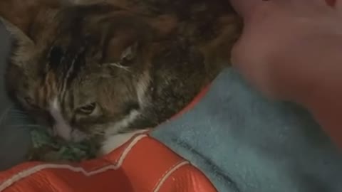 Watch this kitten getting a nice massage