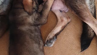 Adorable Puppy German Shepheard Dog Is Drinking From His Mommy