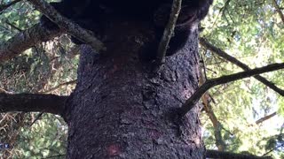 Bear Dances in Tree