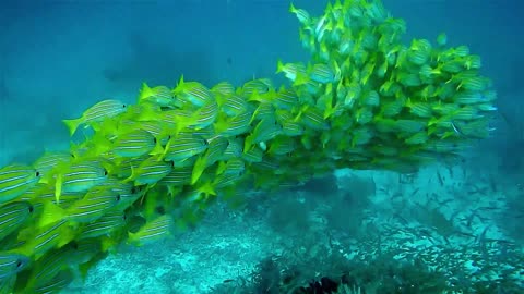 The yellow tang (Zebrasoma flavescens)