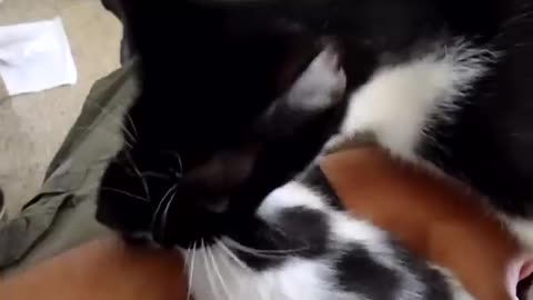 Momma cat steals her kitten back
