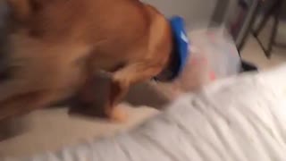 Dog running in circles and hits wall