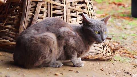 Gray Cat Looking For Food