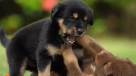 Cute dog playing together