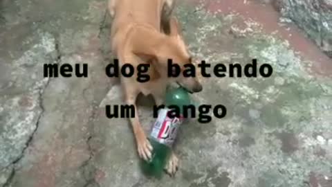 meu dog comendo e brincando