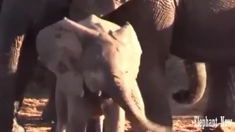 Elephant Small play sport in a Comedy Way