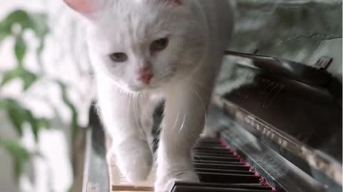 A cat walking over the piano keyboard new video with beautiful piano music