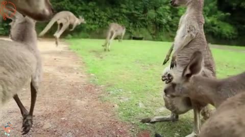 A small kangaroo cub is crawling in his mother's belly bag.