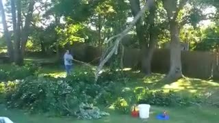 More tree work