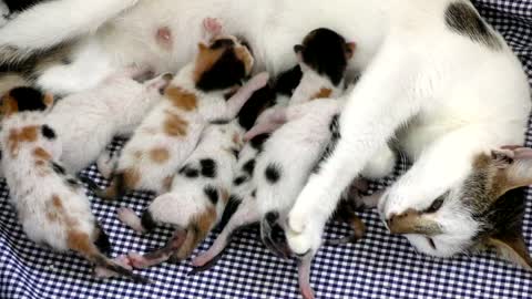 Newborn kittens feeding by mother