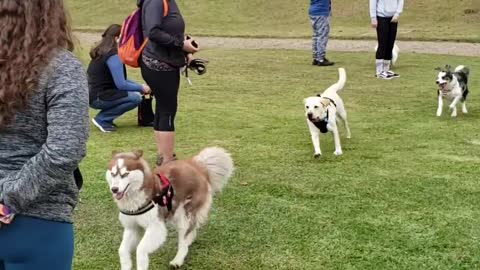 Running Dogs Collide Head-On