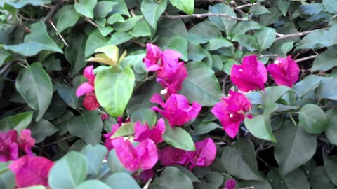 Zebra Longwing Heliconia butterflies with host Passion vine in a huge Bougainvillea.