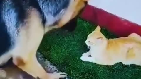 funny cute animal video