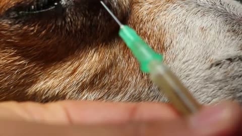 An old Jack Russell has a large lacrimal sac eye lump