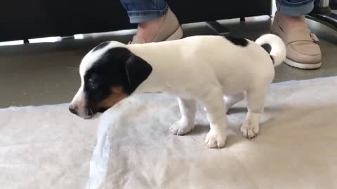 adorable puppy vomits surprising items at the vets