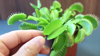 Big venus flytrap eats finger!