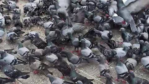millions of pigeons