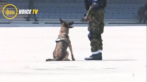 Dog training for indian airforce