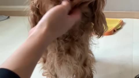 A Cocker Spaniel receiving ear massages.