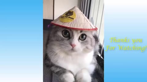 Funny animals cute pets videos