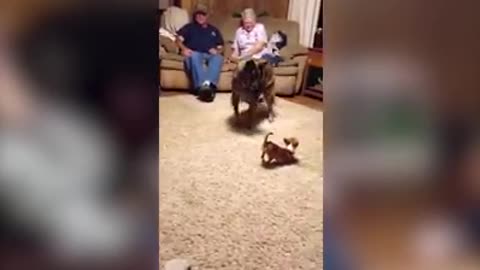 Cute Little Dog Intimidates Funny Great Dane